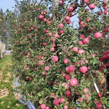红又甜在甘肃天水苹果上面的着色效果