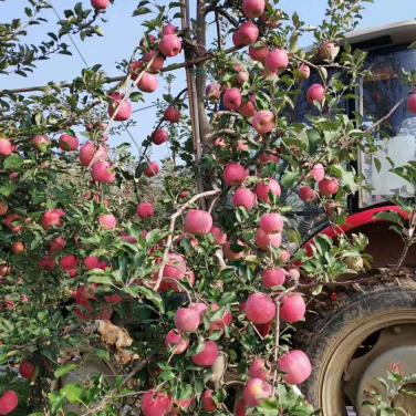 红又甜在甘肃天水苹果上面的着色效果