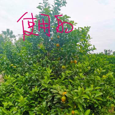 红又甜在广西武鸣砂糖橘喷施效果