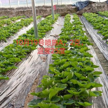 抗逆生根原粉草莓叶喷效果
