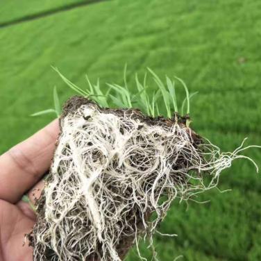 抗逆生根原粉东北苗床生根效果