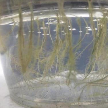 抗逆生根原粉东北苗床生根效果