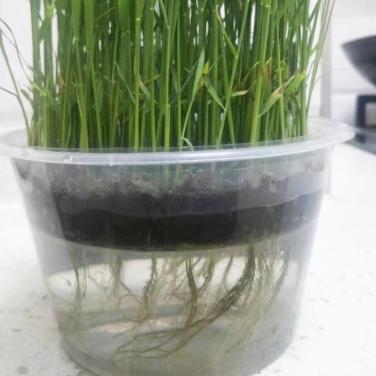 抗逆生根原粉东北苗床生根效果