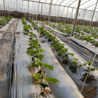 抗逆生根原粉加复合生物素在黄瓜定植后出现烧苗的情况下，喷施6天后的效果