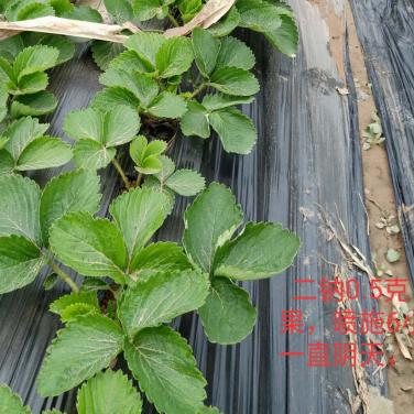 复合生物素草莓喷施效果01