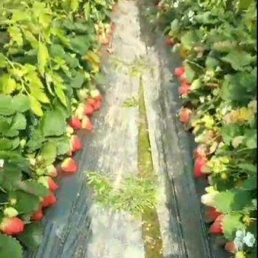 红又甜在草莓上的效果