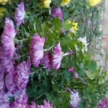 苯钛氨酸钠小试在菊花促花效果