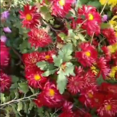 苯钛氨酸钠小试在菊花促花效果01